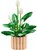 LEGO® Botanicals Vitorlavirág, virágdekoráció 11504