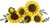 LEGO® Botanicals Napraforgócsokor, Virágdekoráció 11502
